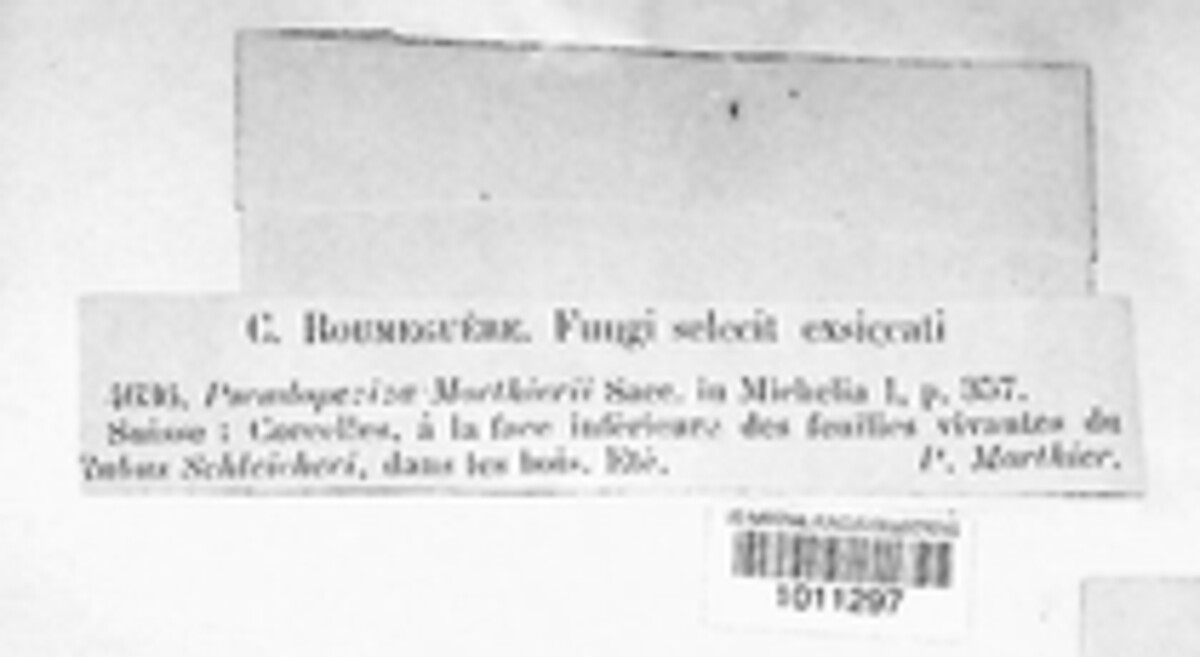 Pseudopeziza morthieri image